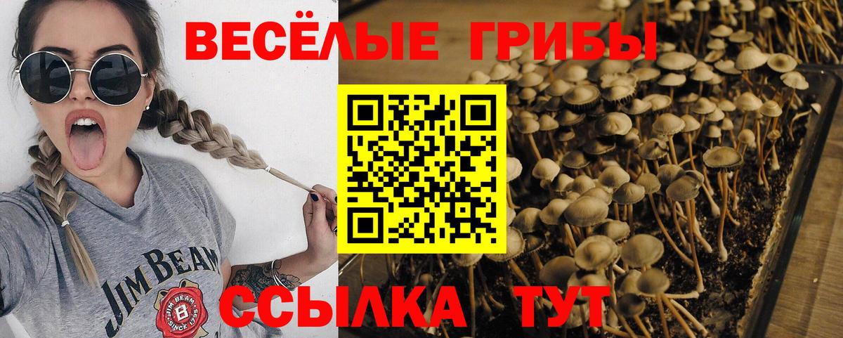 Галлюциногенные грибы прущие грибы  Вход с VPN  Кулебаки 